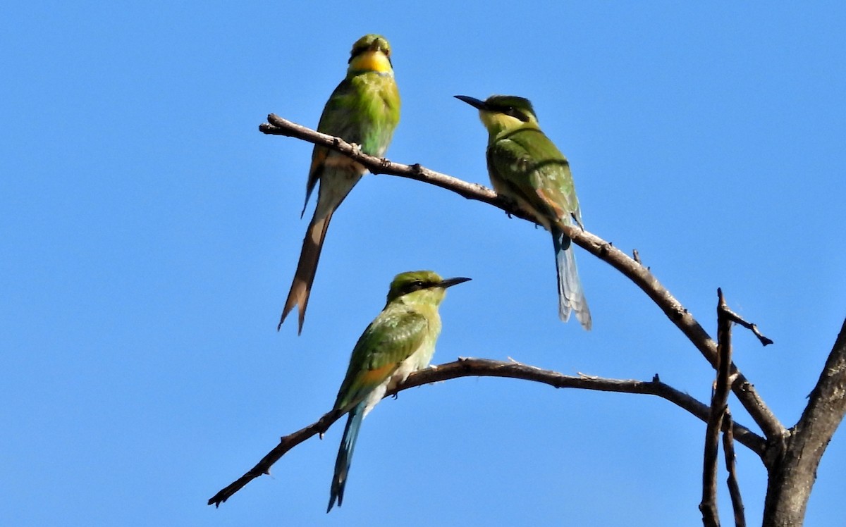 Swallow-tailed Bee-eater - ML613414066