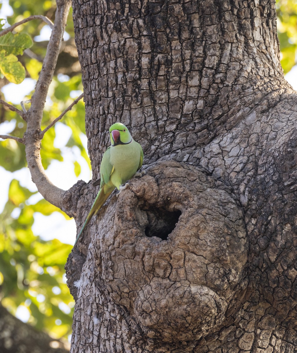 Rose-ringed Parakeet - ML613414070