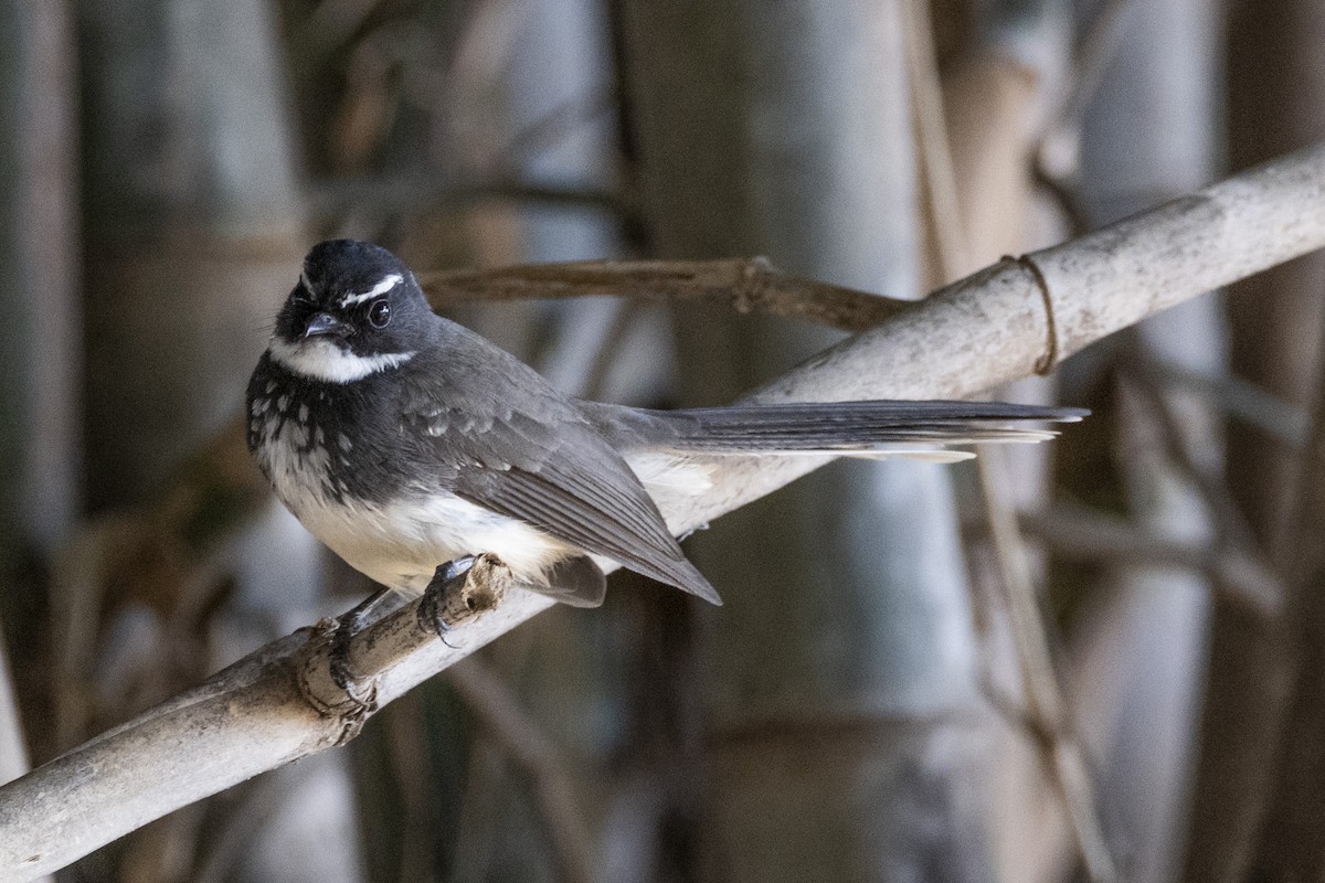 Spot-breasted Fantail - ML613414089