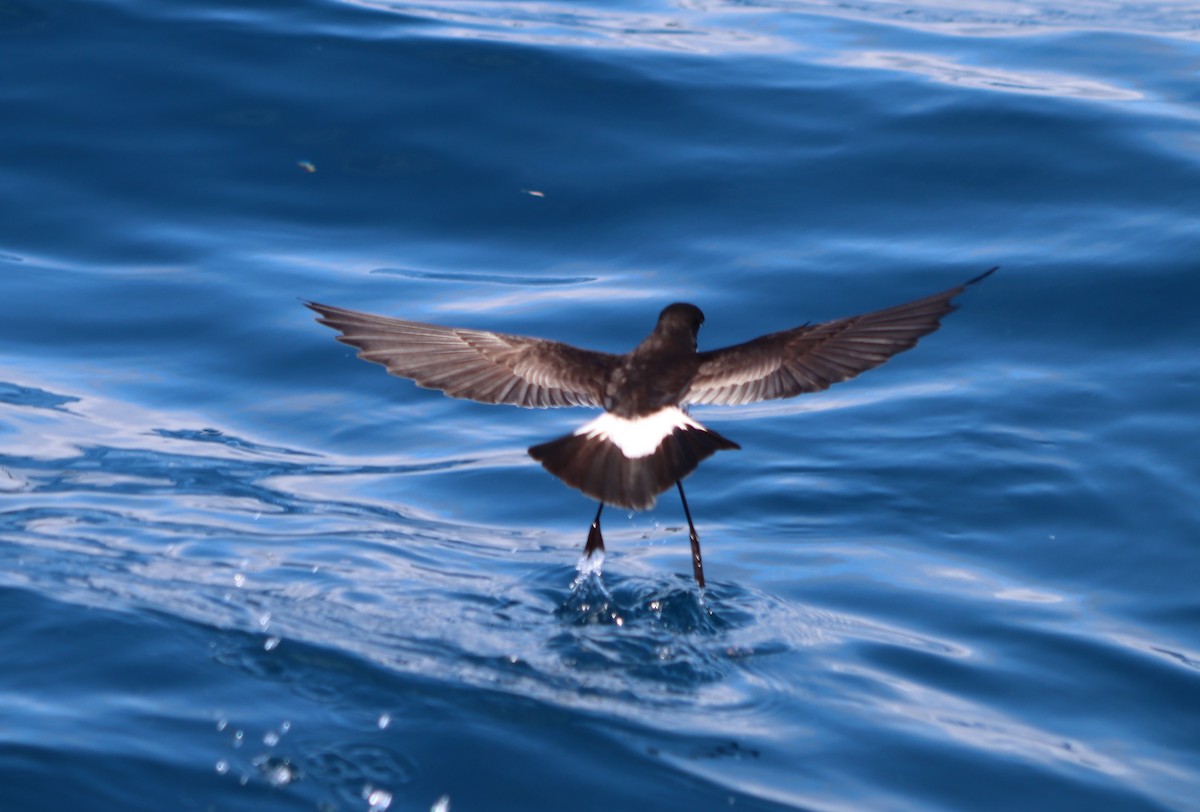 New Zealand Storm-Petrel - ML613414095