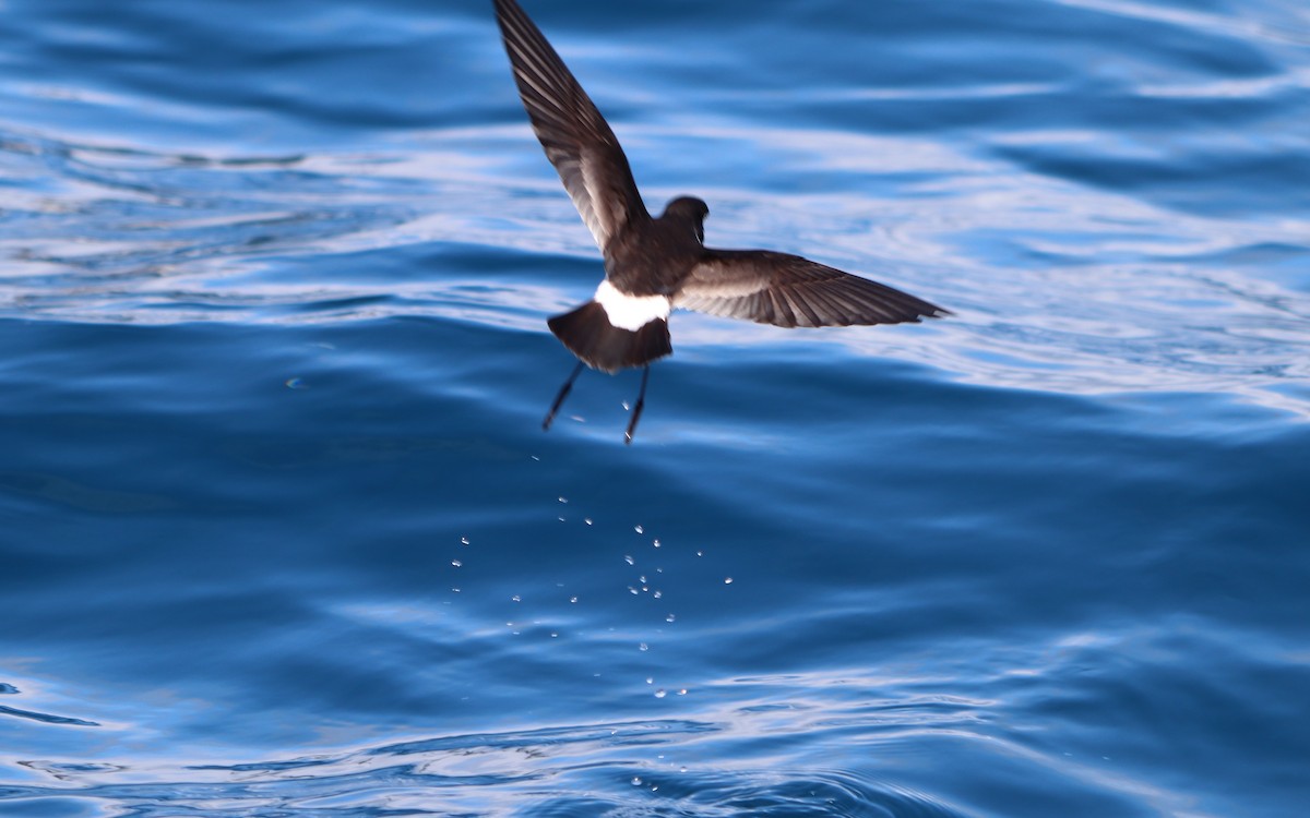 New Zealand Storm-Petrel - ML613414096
