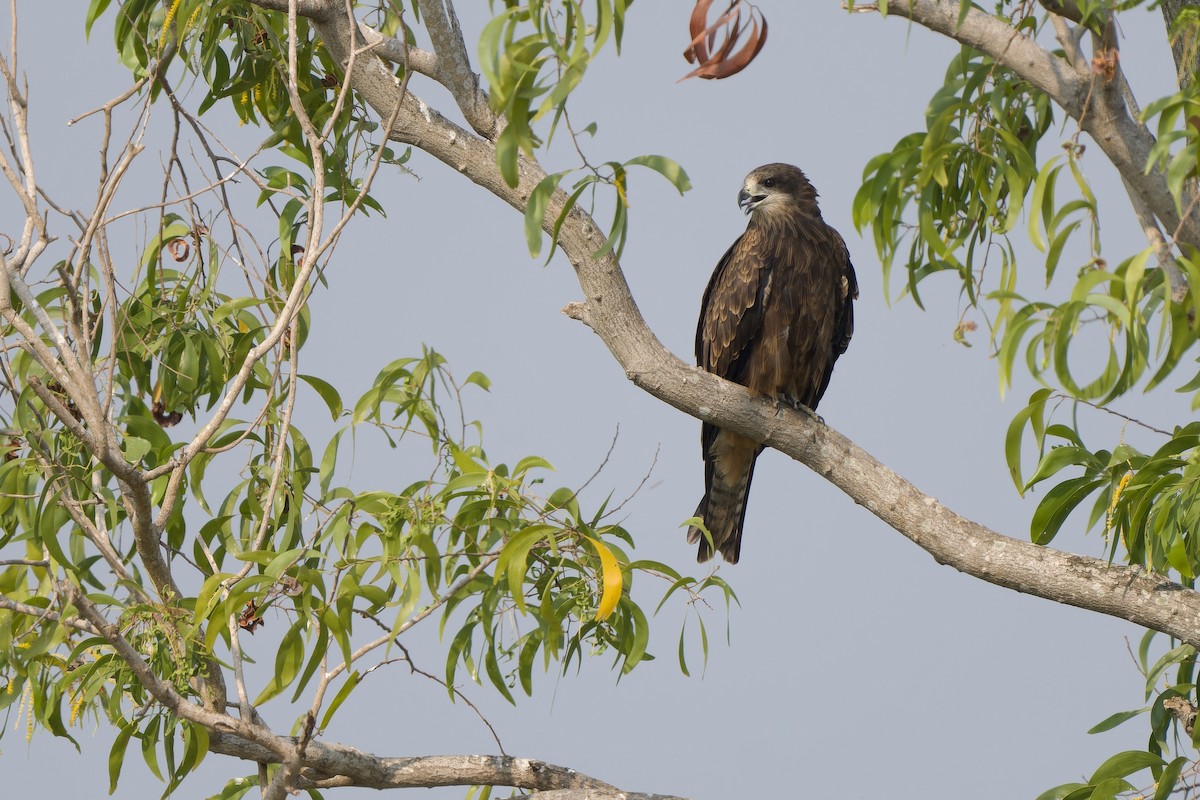 Black Kite (Black-eared) - ML613414107