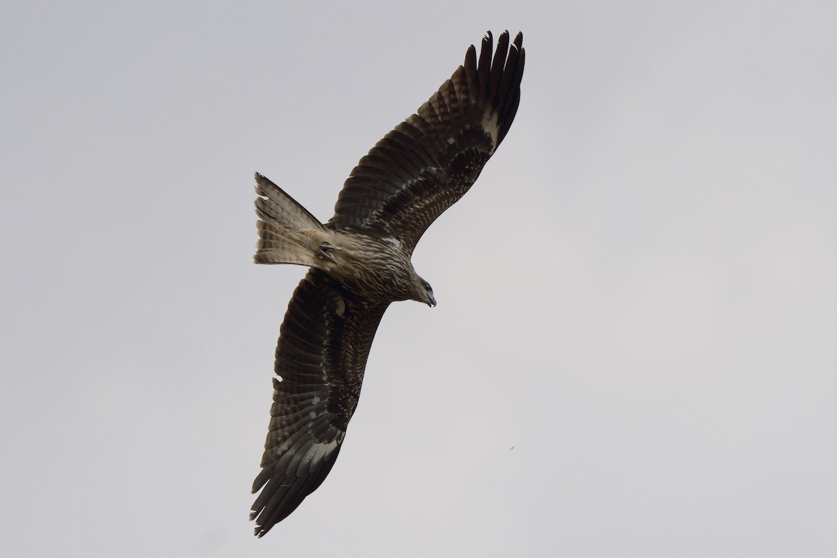 Black Kite (Black-eared) - ML613414115