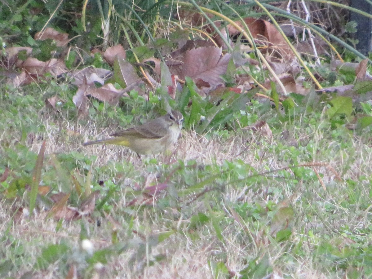 Palm Warbler - ML613414156