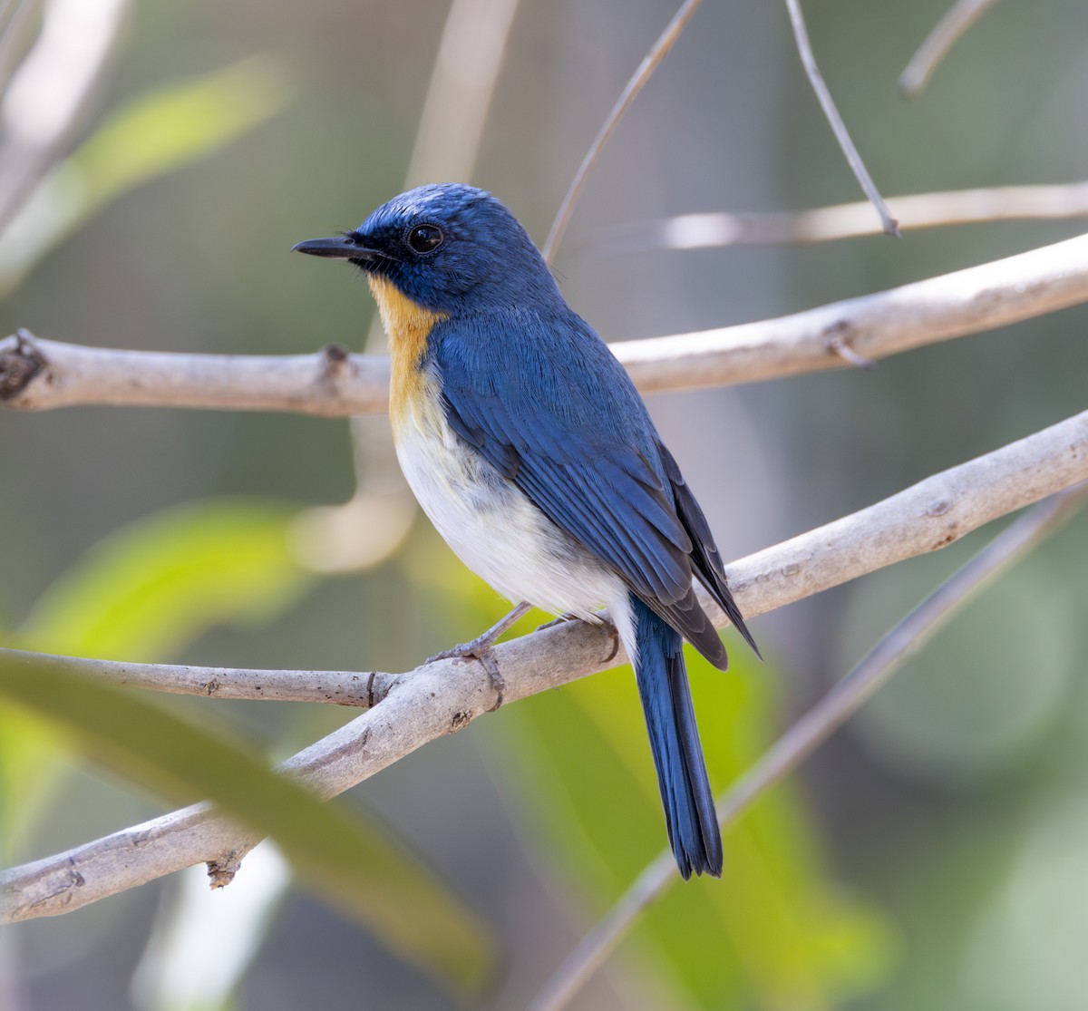 Tickell's Blue Flycatcher - ML613414176