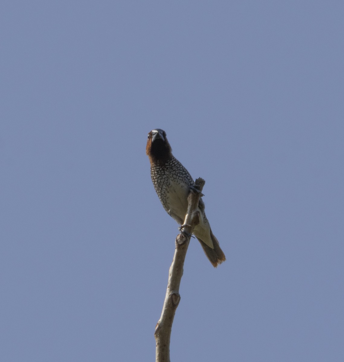 Scaly-breasted Munia - ML613414236