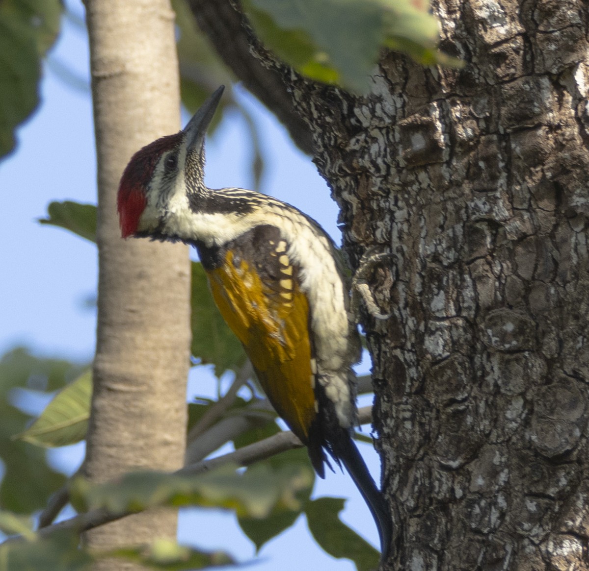 Black-rumped Flameback - ML613414240