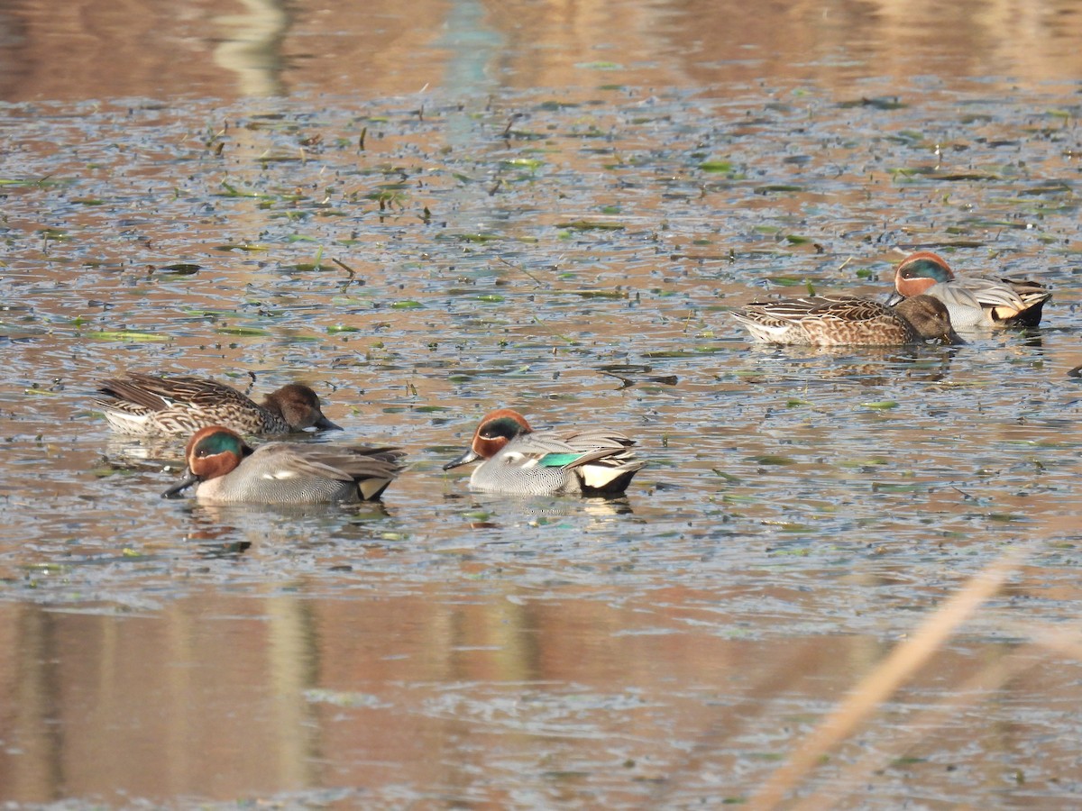 Green-winged Teal (Eurasian) - ML613414244