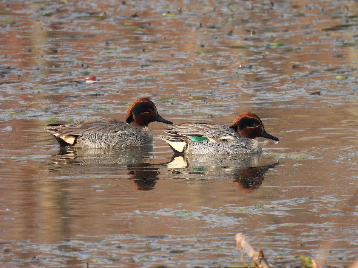 Green-winged Teal (Eurasian) - ML613414245