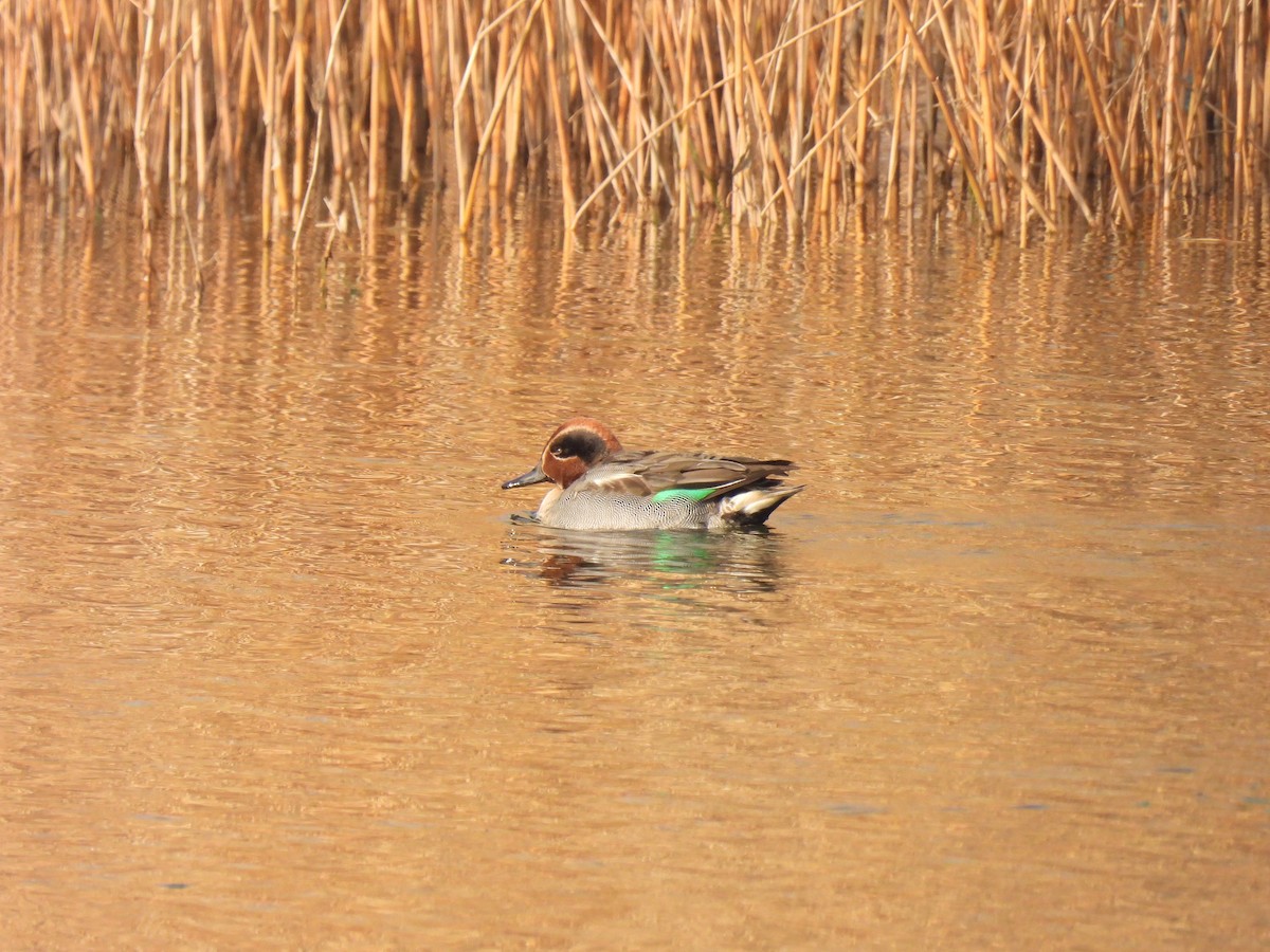 Green-winged Teal (Eurasian) - ML613414247