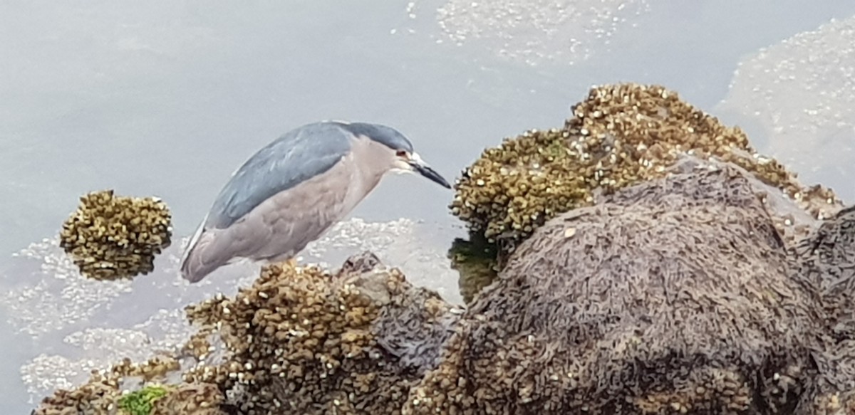 Black-crowned Night Heron - ML613414266