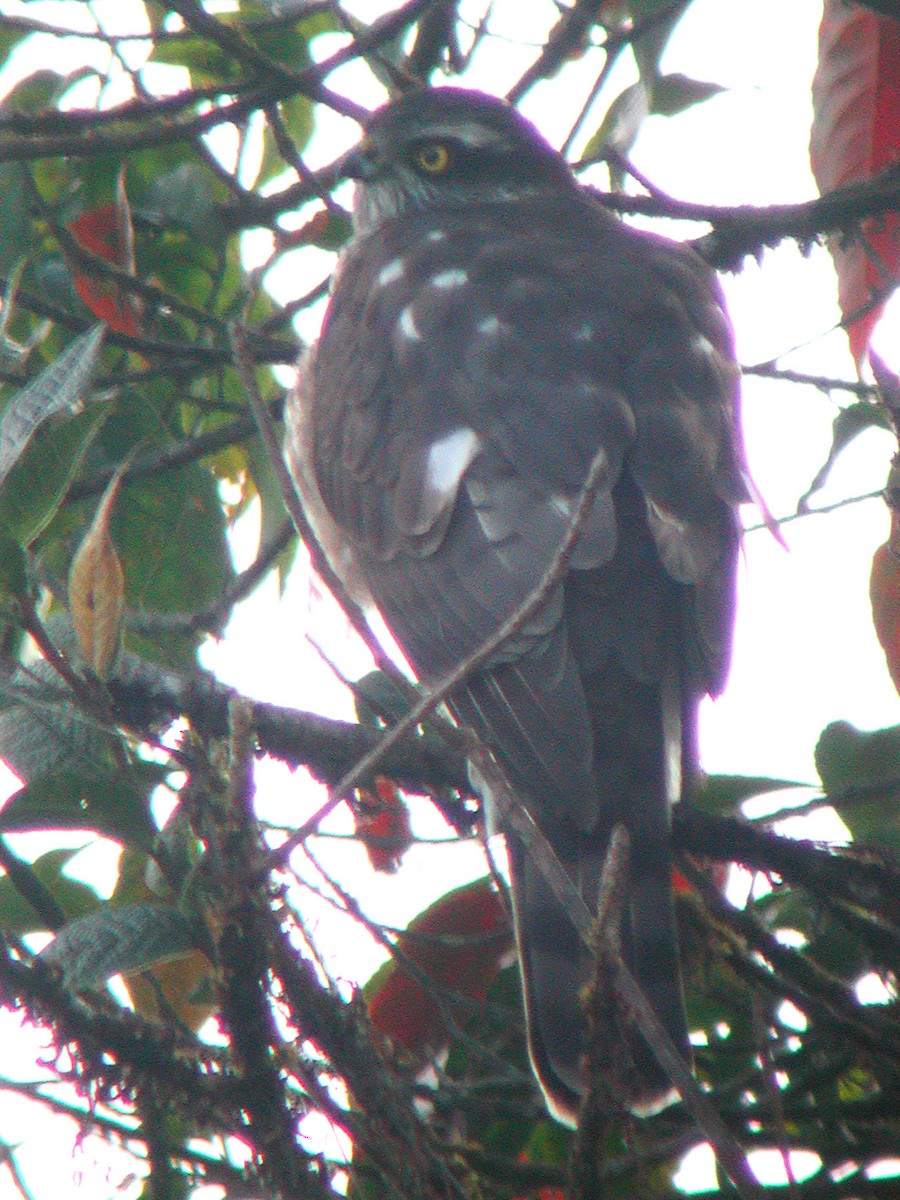 Eurasian Sparrowhawk - ML613414297