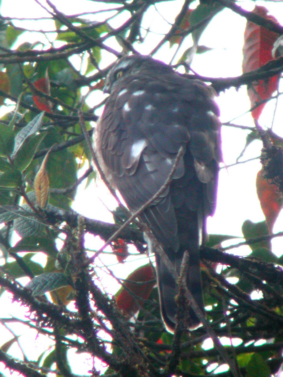 Eurasian Sparrowhawk - ML613414298