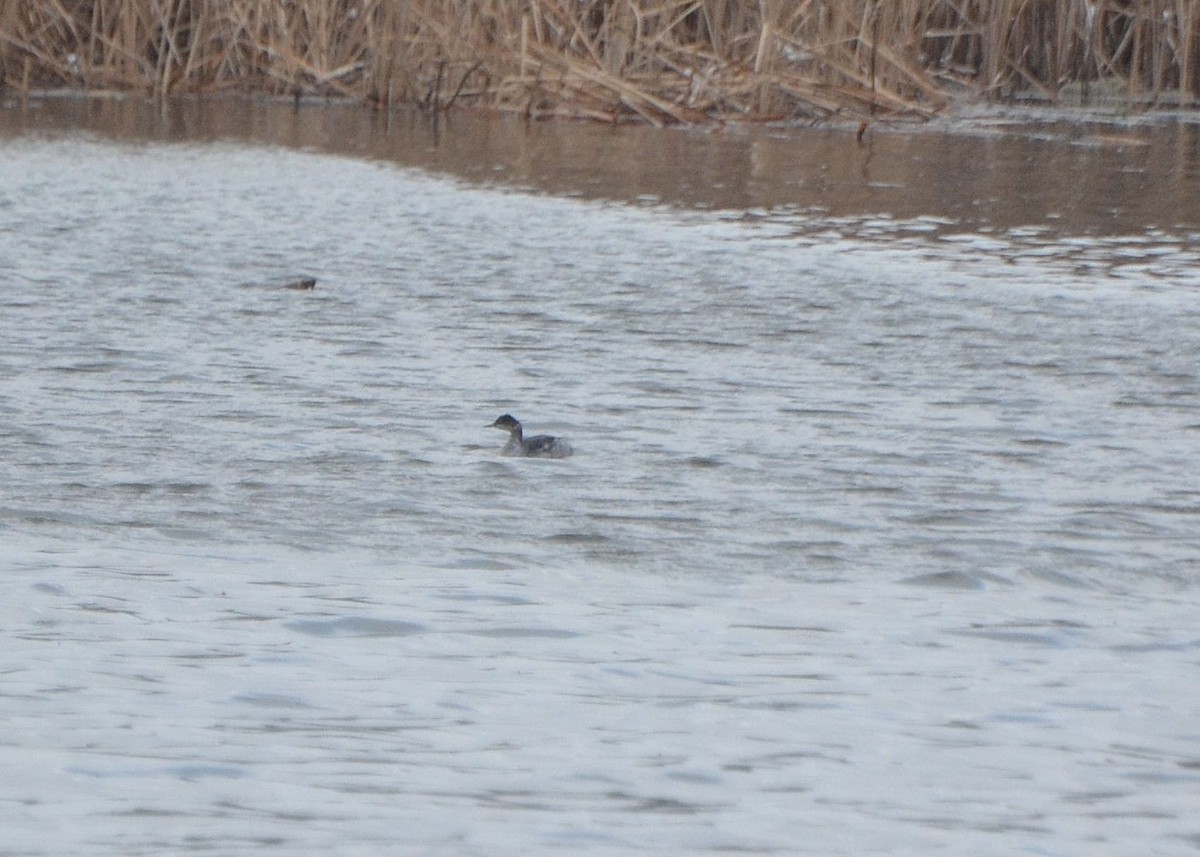 Eared Grebe - Scott Latimer