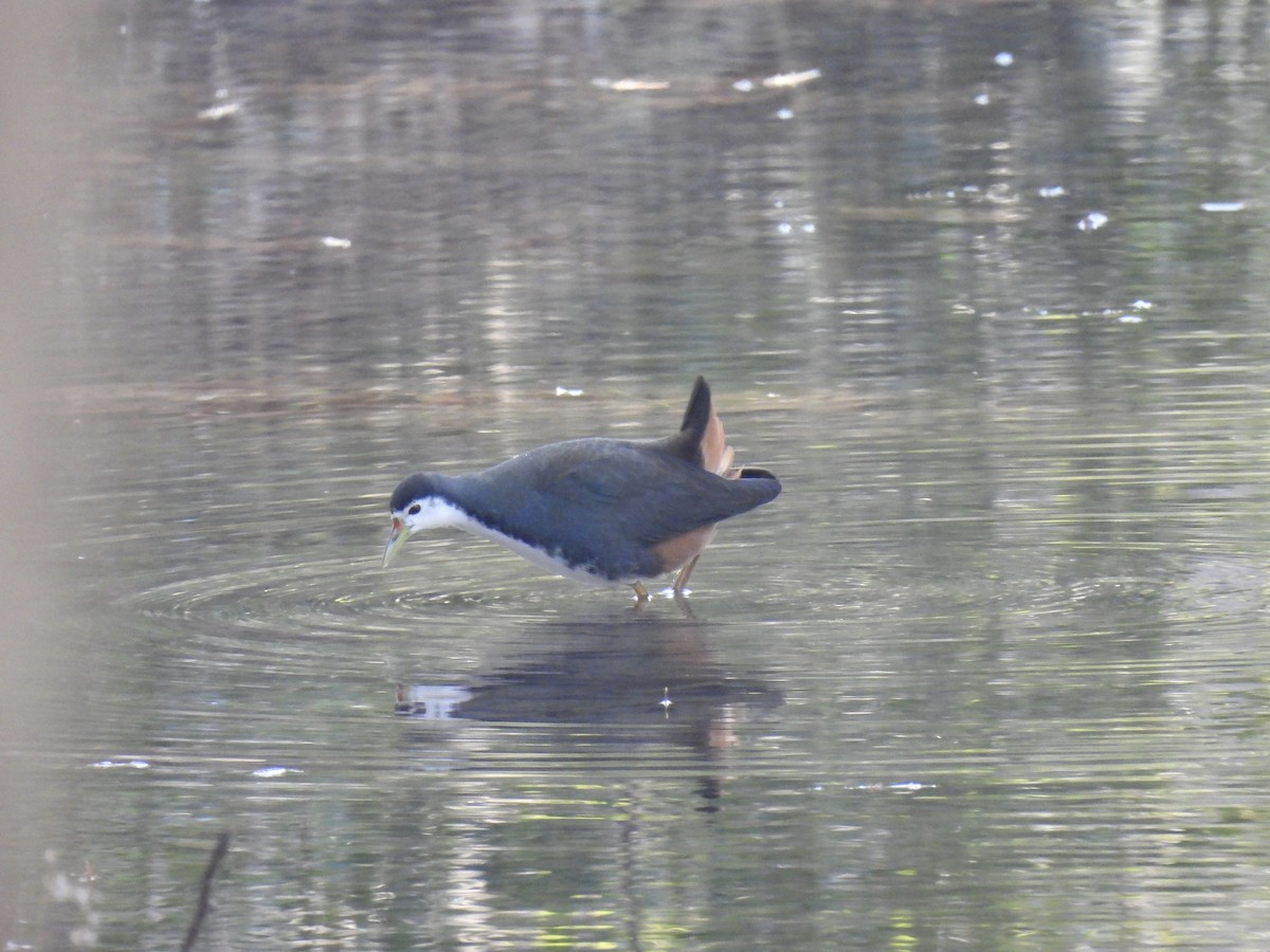 White-breasted Waterhen - ML613414312