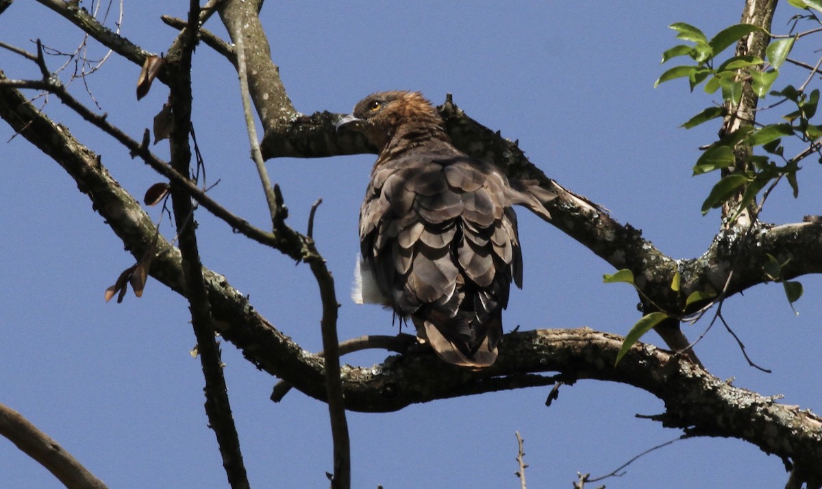 European Honey-buzzard - ML613414319