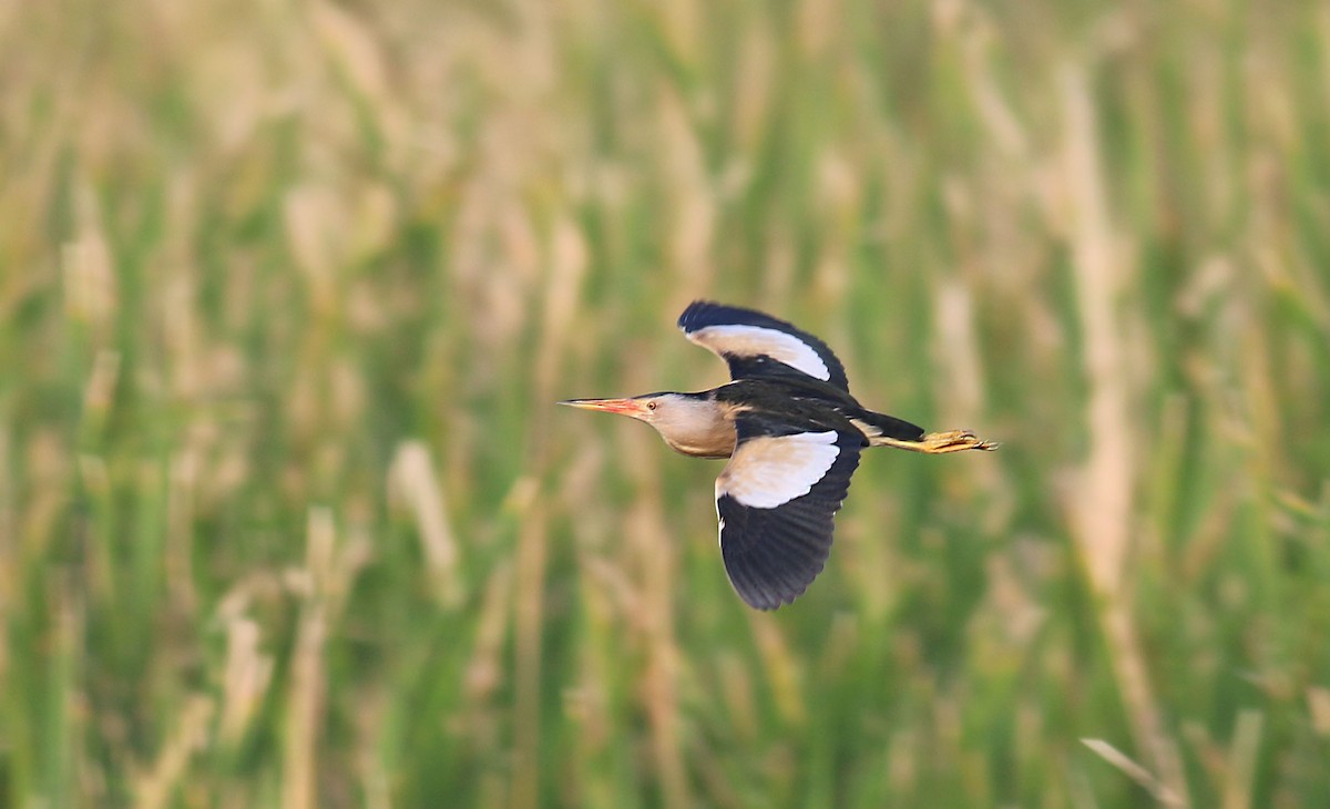 Little Bittern - ML613414343