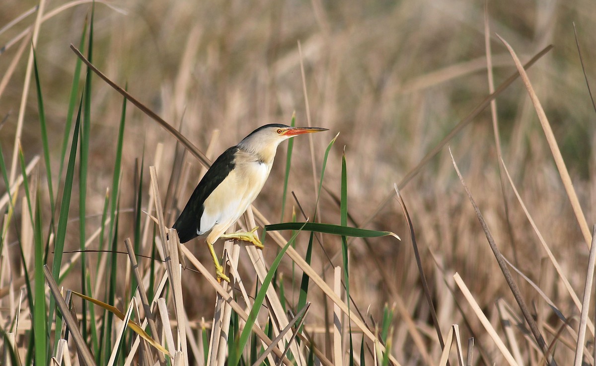 Little Bittern - ML613414344