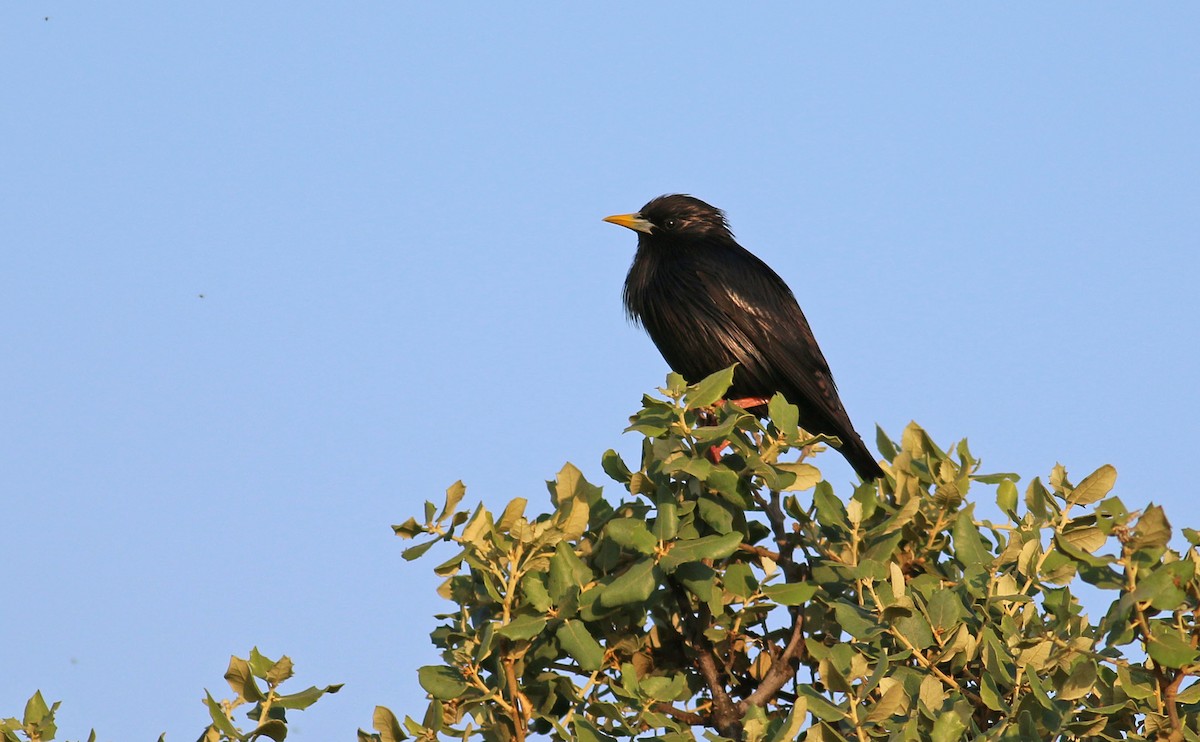 Spotless Starling - ML613414354