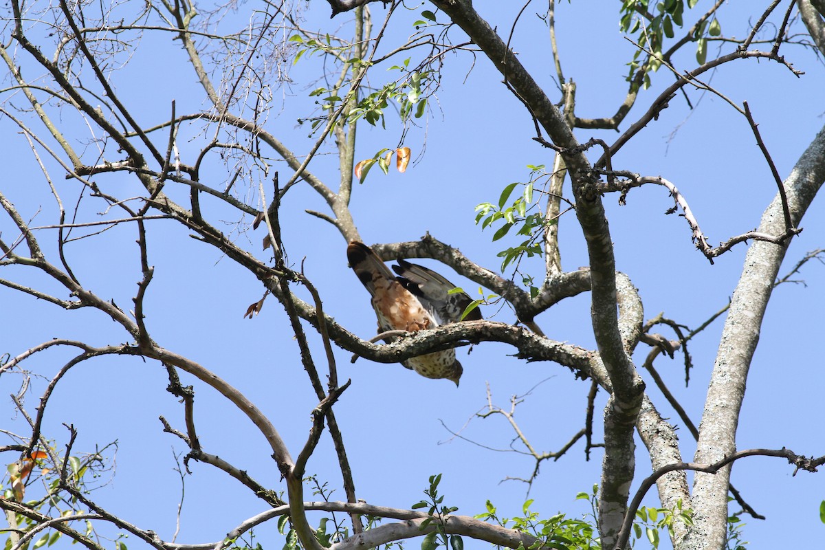 European Honey-buzzard - ML613414355