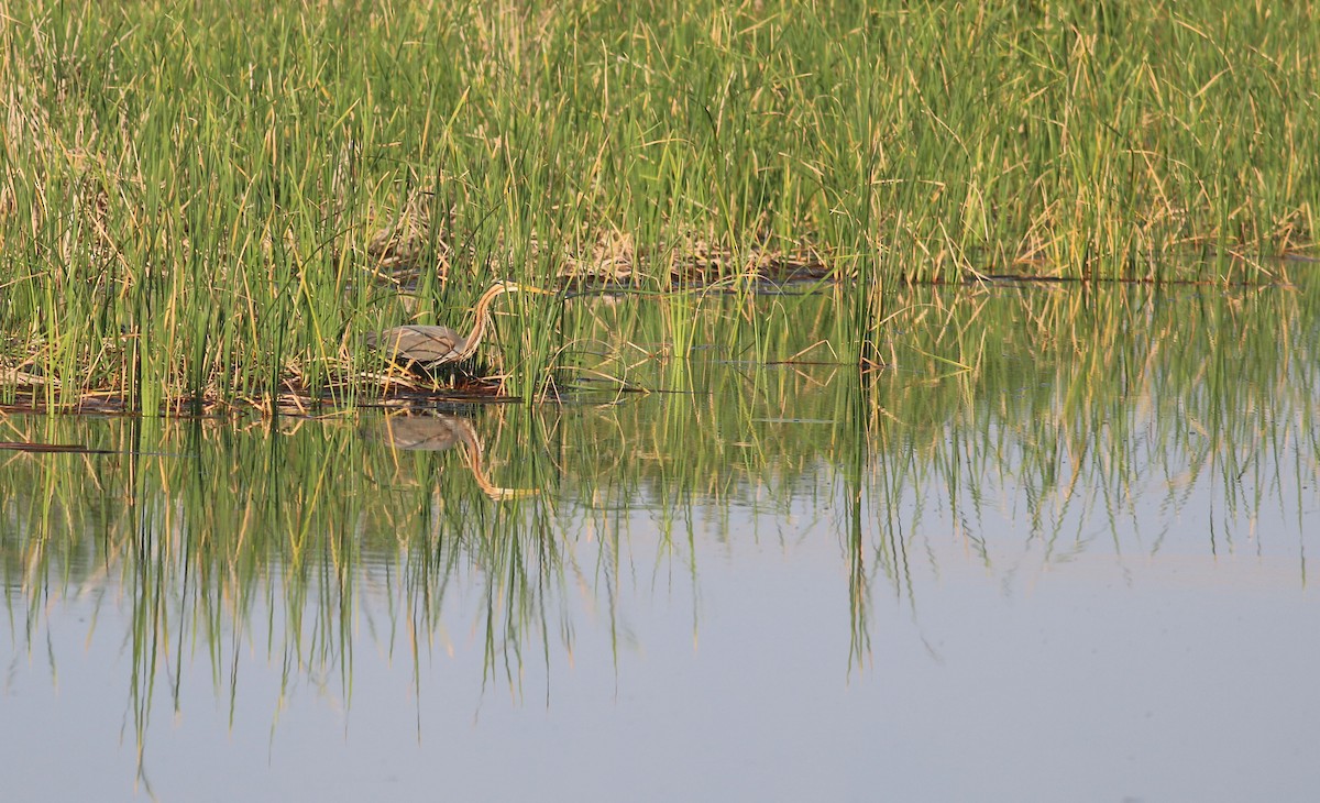 Purple Heron - ML613414362