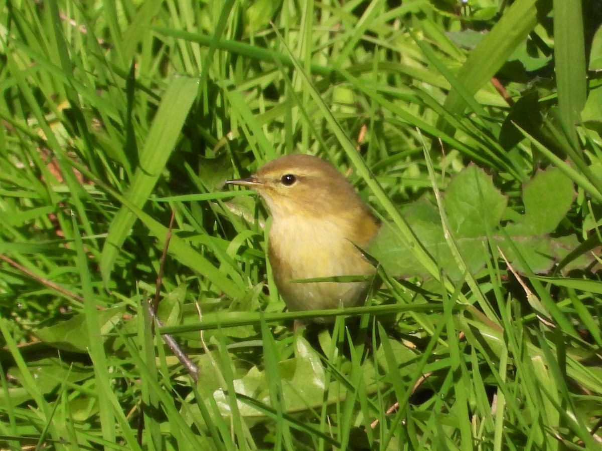 Mosquitero Común/Ibérico - ML613414490