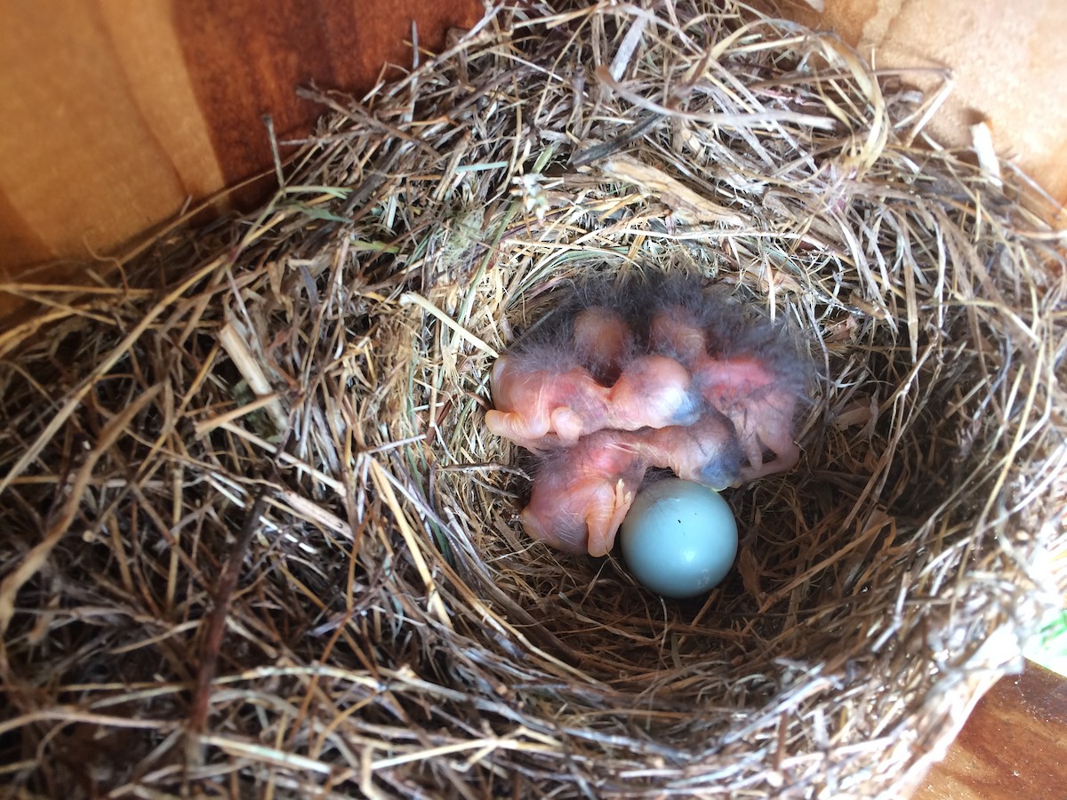 Eastern Bluebird - JoAnn Dalley