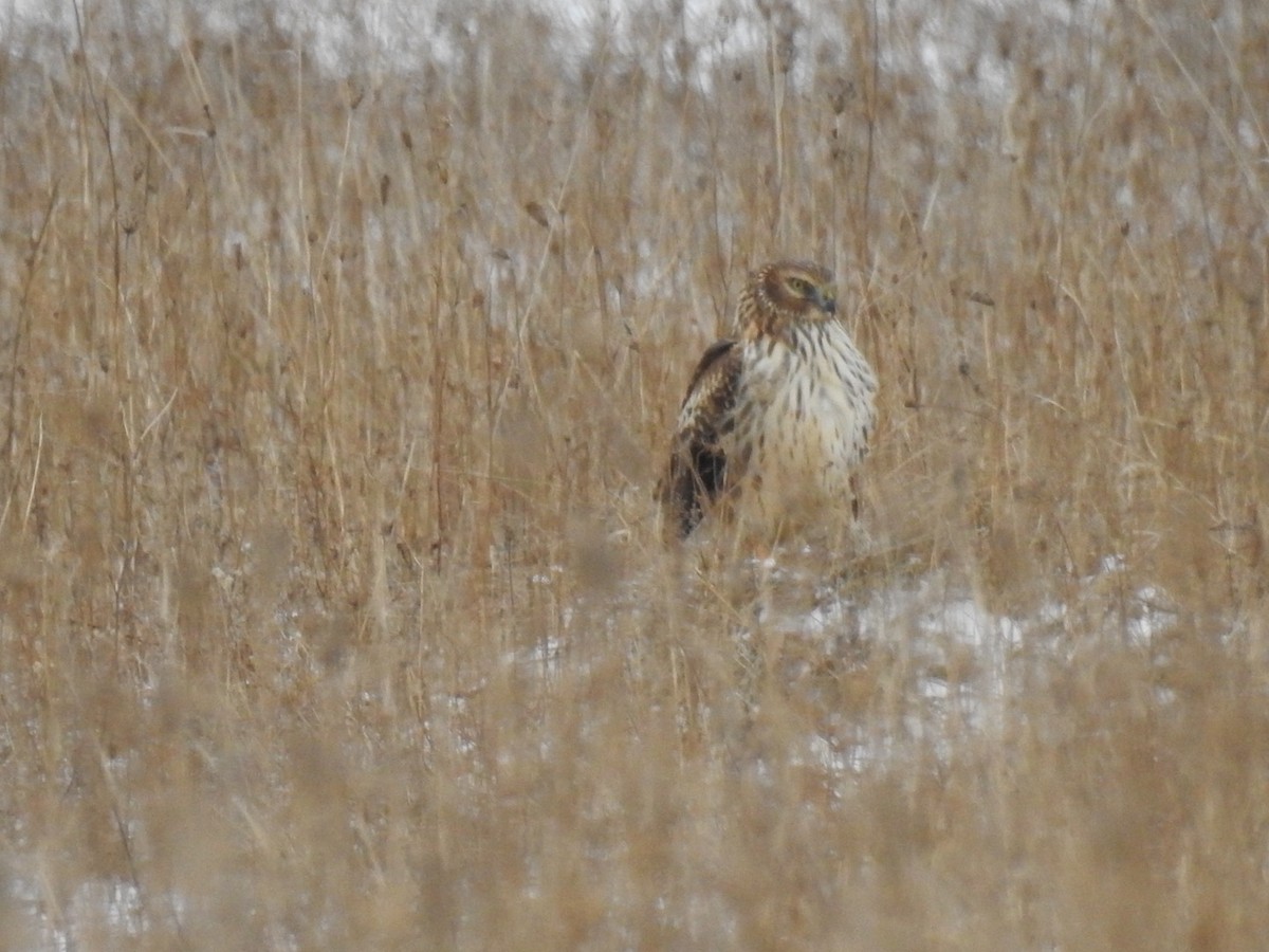 Northern Harrier - Fred MacKenzie