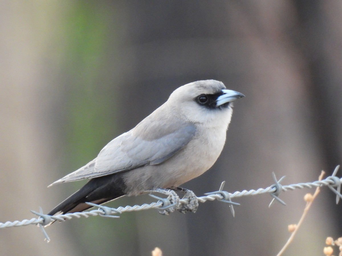 Black-faced Woodswallow - ML613414664