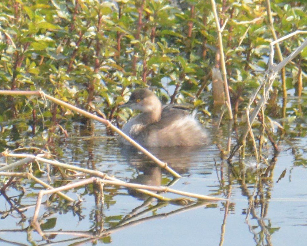 Хурган шунгуур - ML613414674