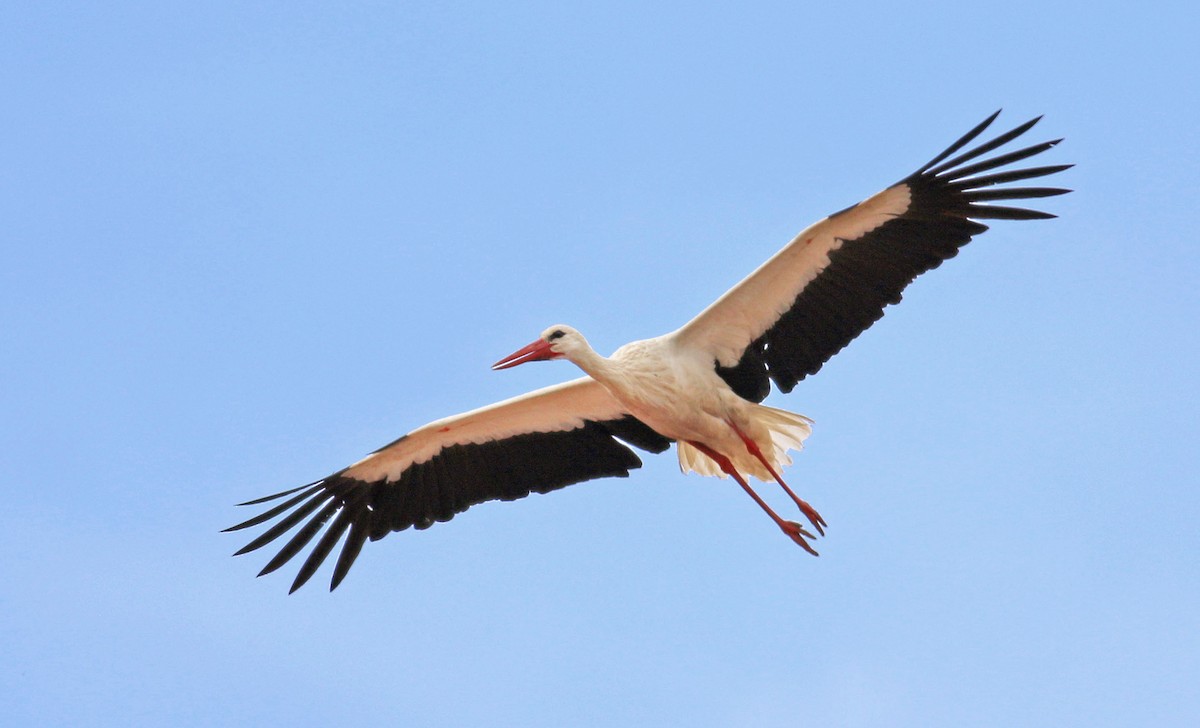 White Stork - Jon Heath