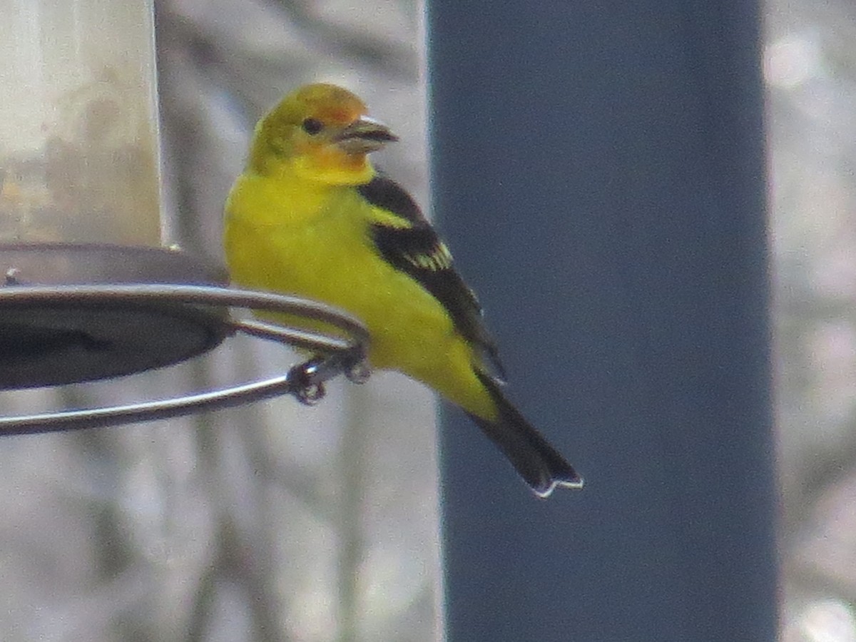 Western Tanager - ML613414693