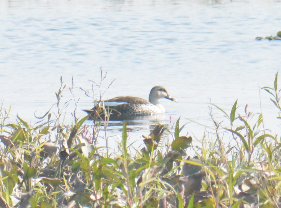 Indian Spot-billed Duck - ML613414695