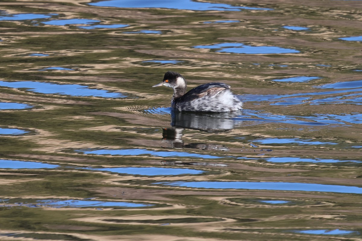 Eared Grebe - ML613414711