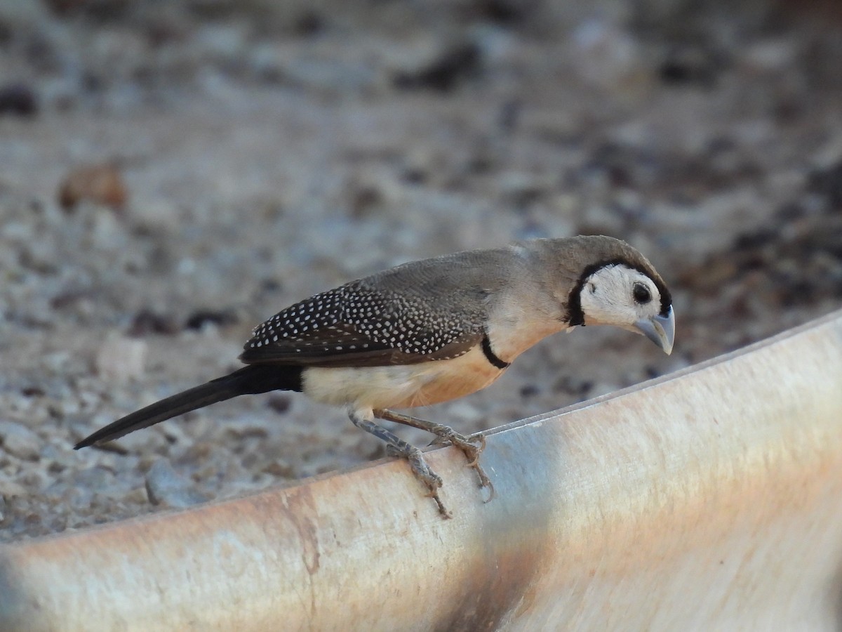 Double-barred Finch - ML613414738