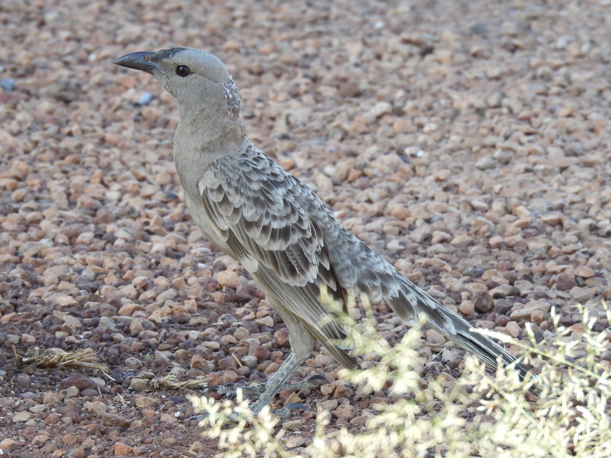 Great Bowerbird - ML613414744