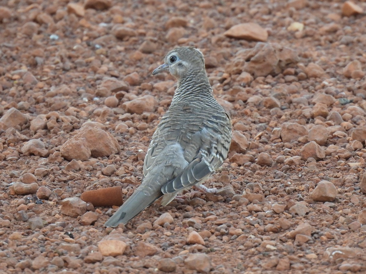 Peaceful Dove - ML613414746