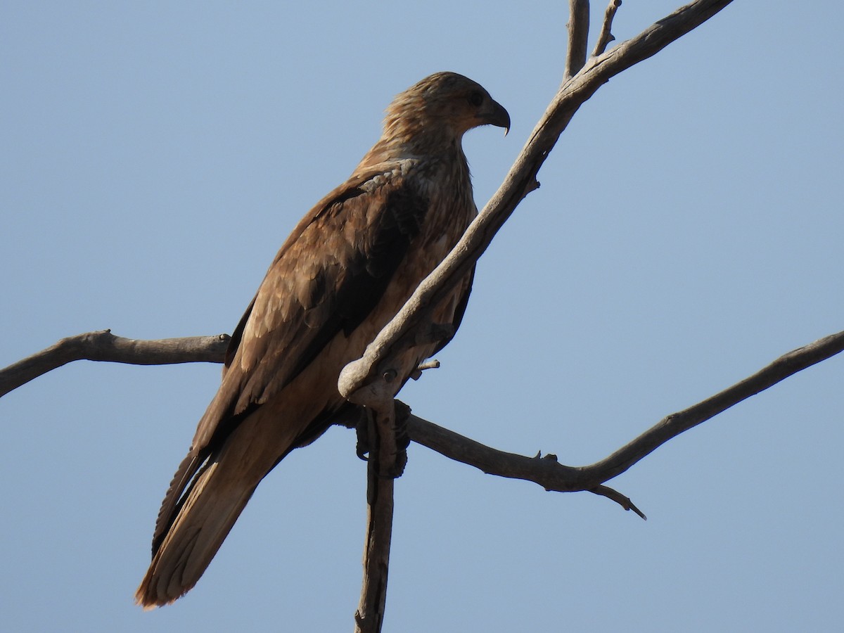 Whistling Kite - ML613414755