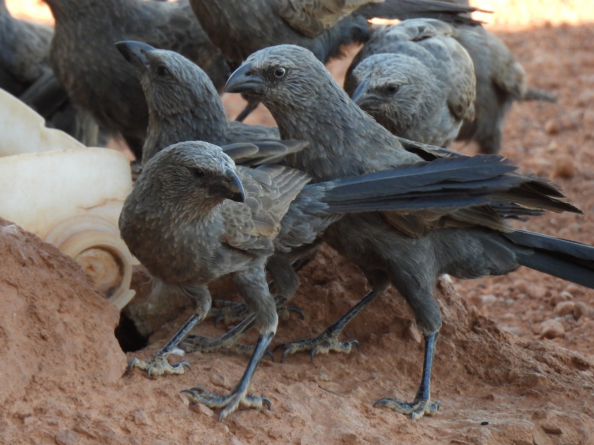 Apostlebird - ML613414764