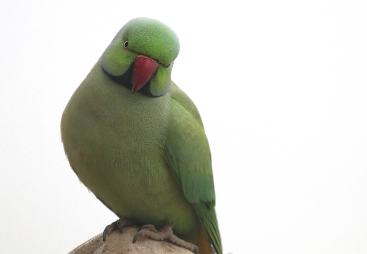 Rose-ringed Parakeet - Chris Overington