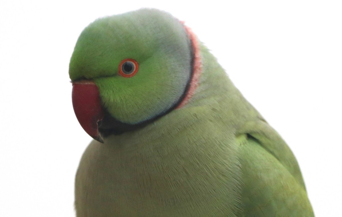 Rose-ringed Parakeet - Chris Overington