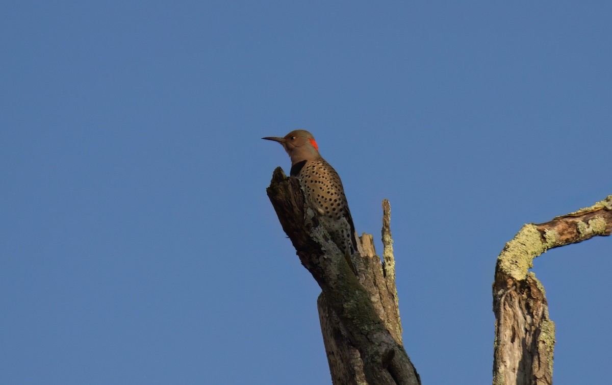 Northern Flicker - ML613414917