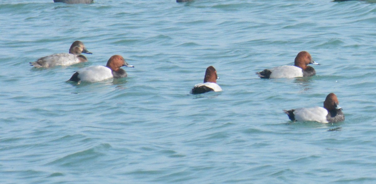 Common Pochard - ML613414920