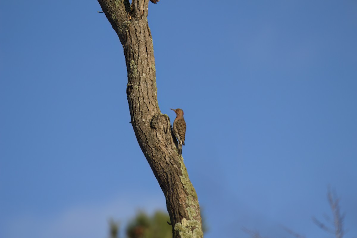 Northern Flicker - Mike Phillips