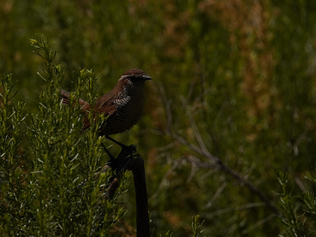 White-throated Tapaculo - ML613414953