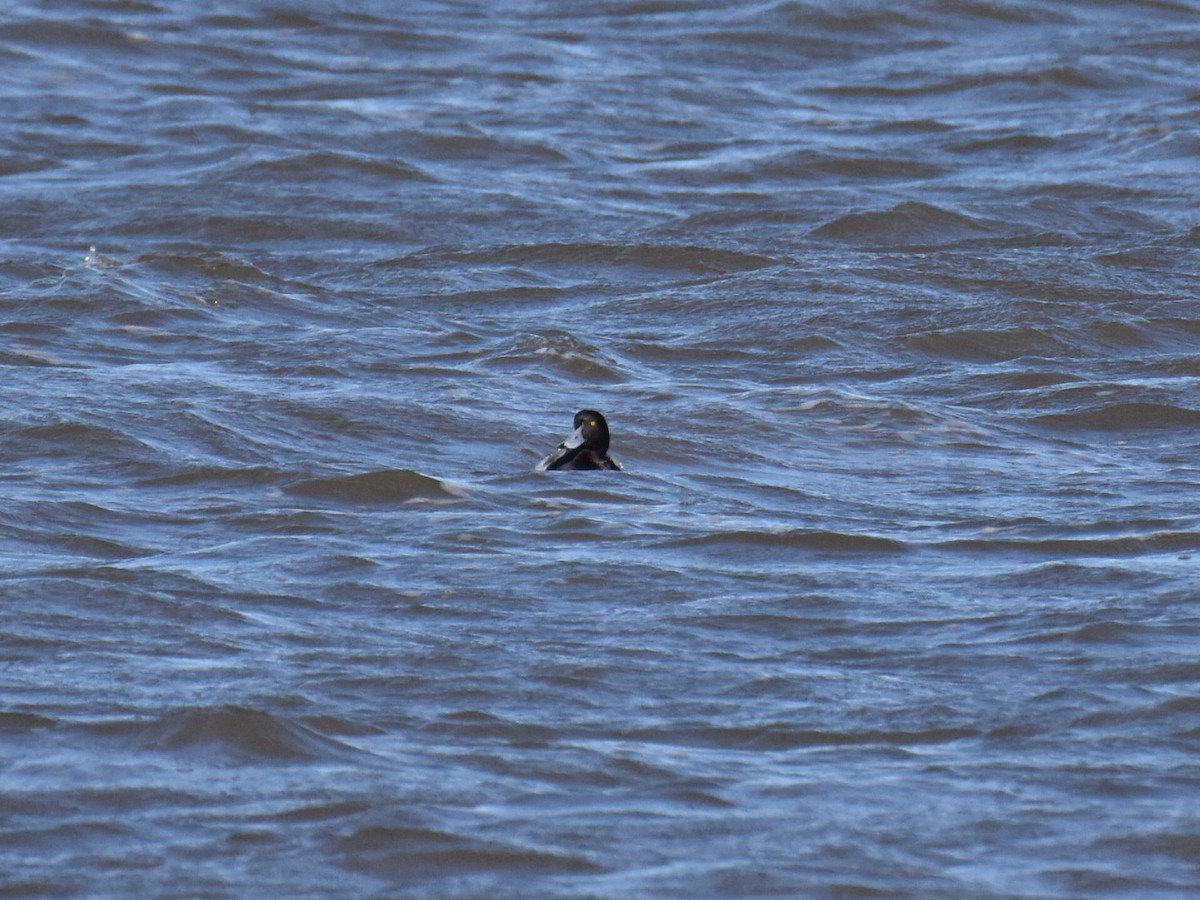 Greater Scaup - ML613415004