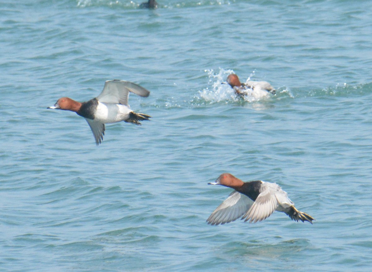 Common Pochard - ML613415020