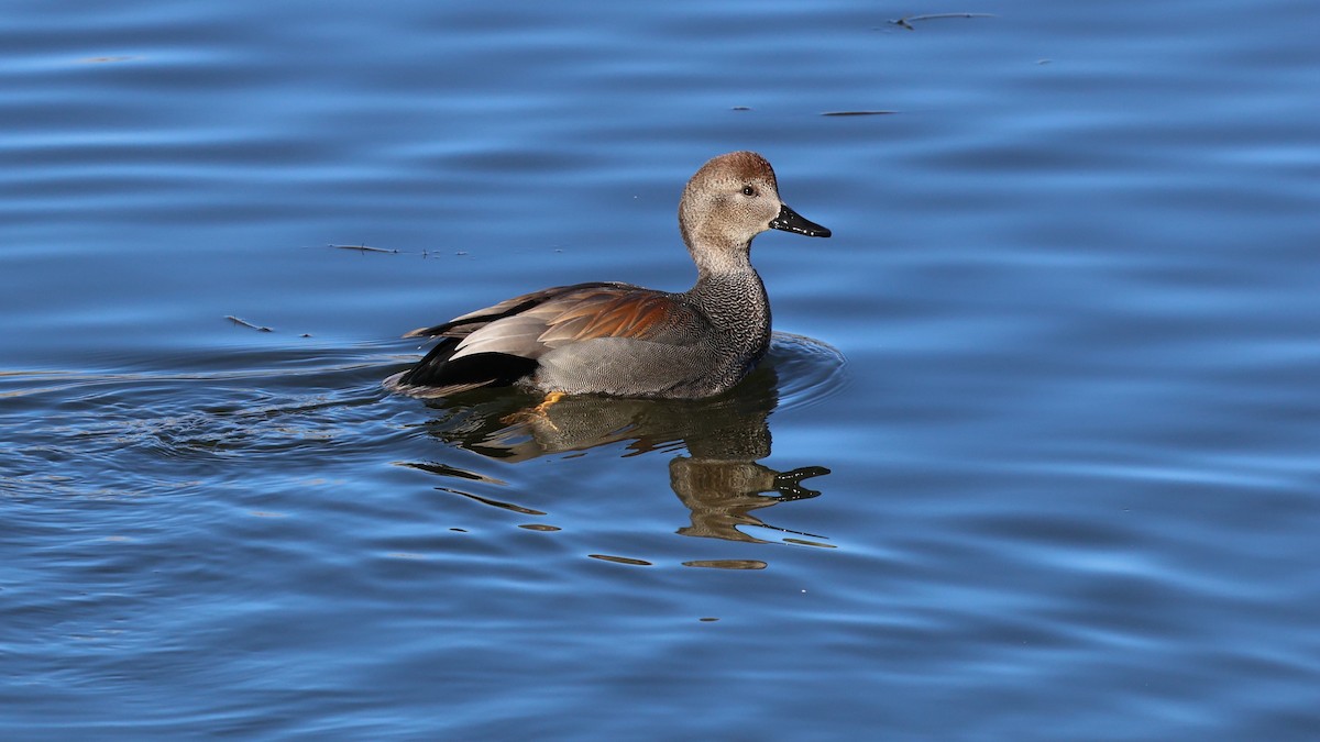 Gadwall - ML613415027