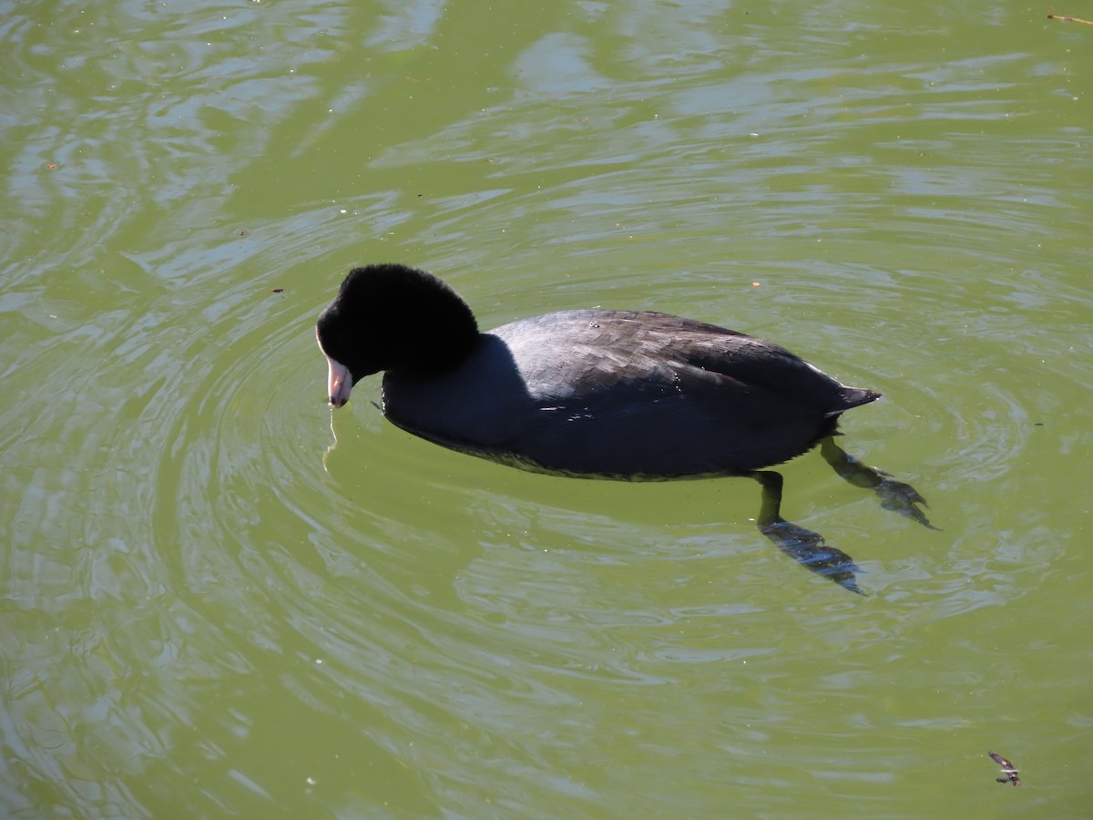 American Coot - ML613415029