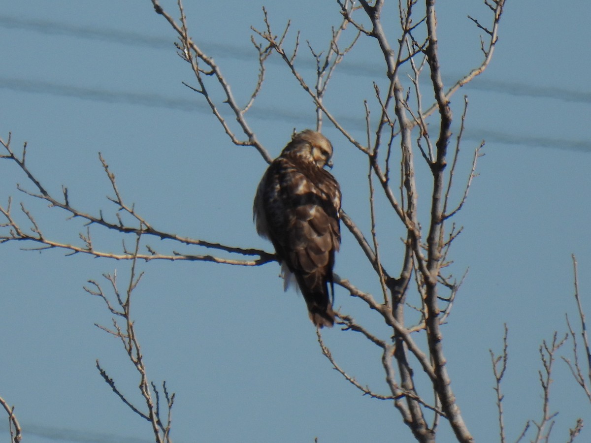 Eastern Buzzard - ML613415060